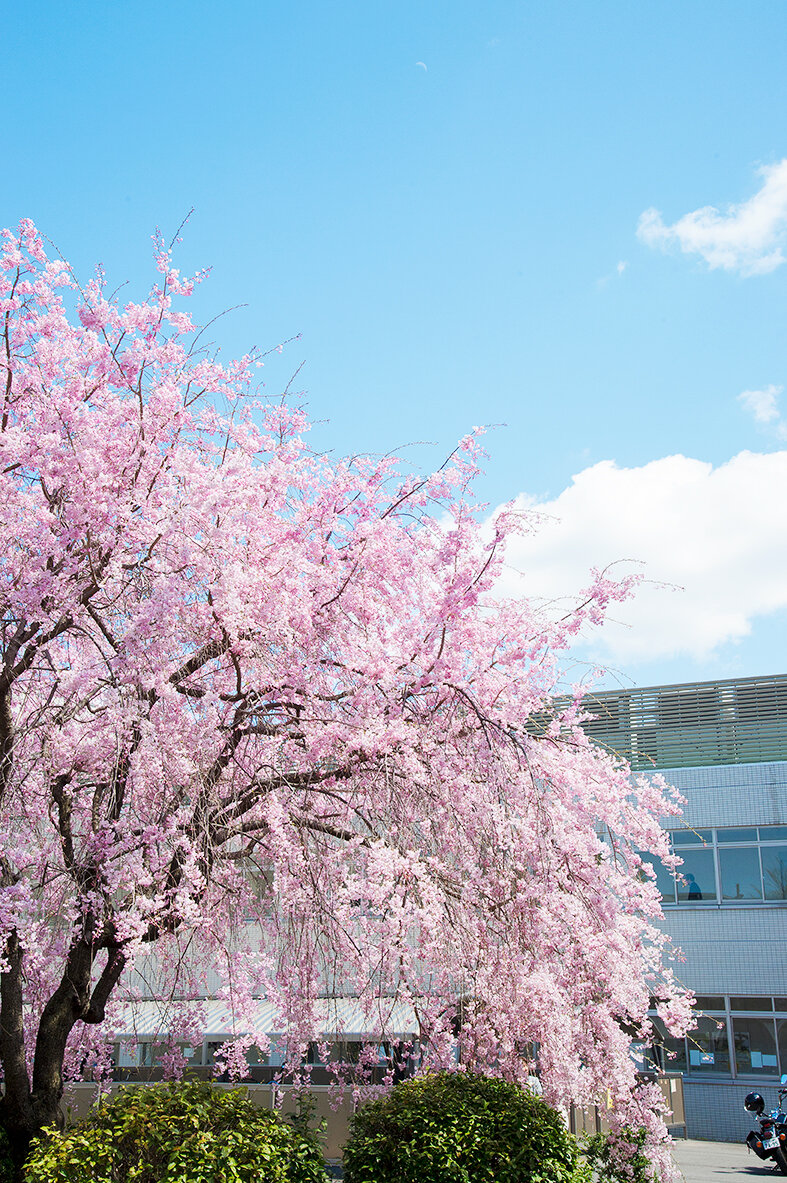 桜