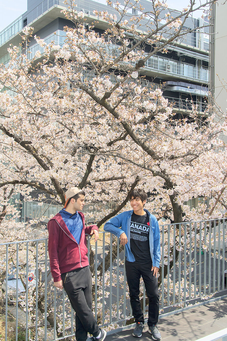 桜と留学生